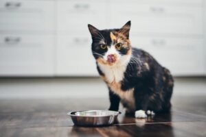 cat-eating-from-feeding-bowl_Jaromir-Chalabala_Shutterstock