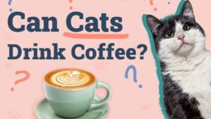 Catster_Can-Cats-Drink-Coffee