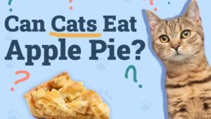 Catster_Can-Cats-Eat-Apple-Pie