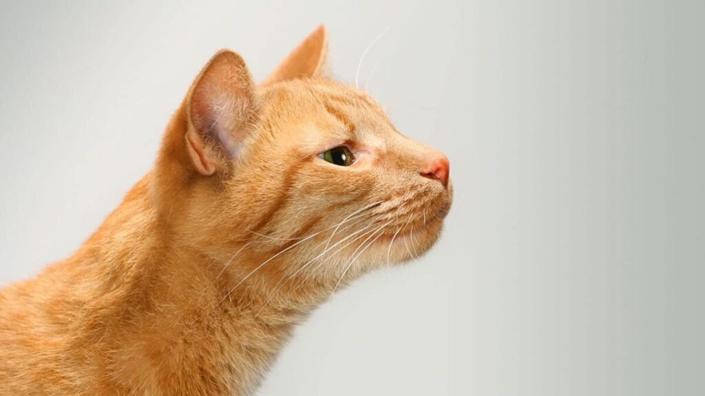 orange-cat-smelling-something_MariyaL_Shutterstock