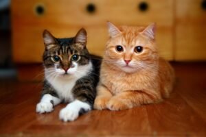 close-up-of-two-tabby-cats-lying-on-the-floor_Xeniya-Butenko_Shutterstock