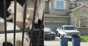 DogsChildrenRescuedFromHomeFIN