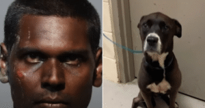ManDragsDogThroughStreetsFIN