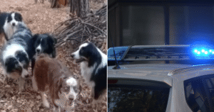 CarCrashHomelessDogsFIN-1