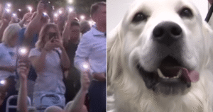 DogComfortStoryFIN