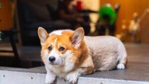 pexels-son-tuyen-dinh-1298468817-33370636-scaled-1