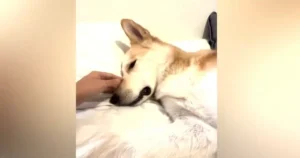 DogInjestsMethDuringWalkStoryFIN