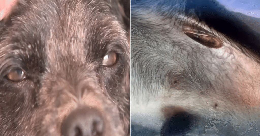 DogMobileGroomingStoryFIN