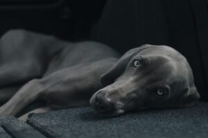 dog-1031058_640