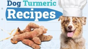 Dogster_Turmeric-Recipes