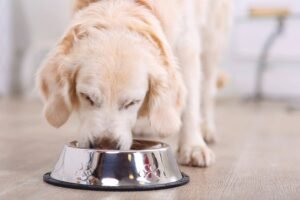 close-up-of-a-dog-eating-from-the-bowl_Dmytro-Zinkevych_Shutterstock