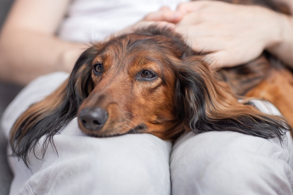 The,Dog,Is,Sick,,The,Dachshund,Lies,In,The,Hands