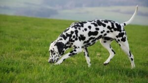 Dalmatian-sniff-scaled-e1750088004727