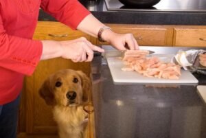 Dog-Beg-Dinner