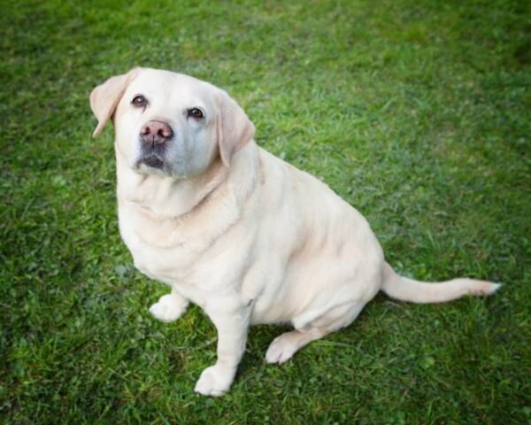 obese golden labrador retriever dog looking upwards while it sits in the grass peacefully