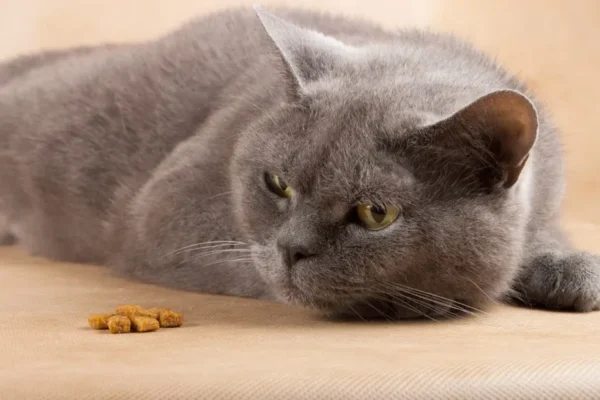 Lazy and well-fed cat looking for food and not eat