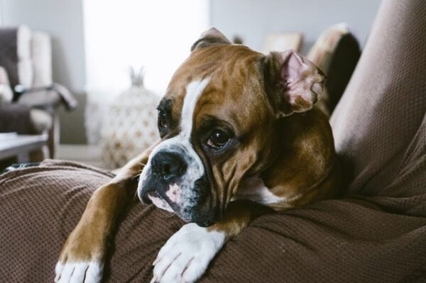boxer why dog burp