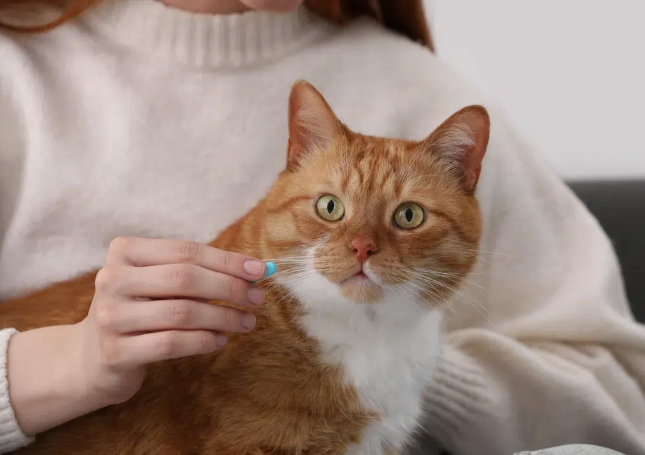 woman-giving-cat-a-pill-medication